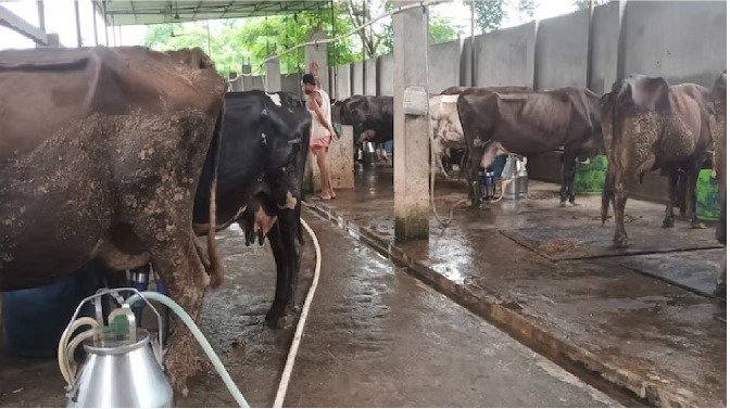 हरियाणा में महिलाओं को डेयरी के लिए मिलेगी पंचायत की जमीन